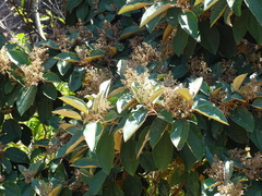 Miconia argentea