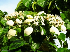 Calycophyllum candidissimum