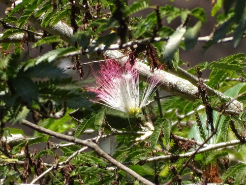 Calliandra magdalenae, photograph 3