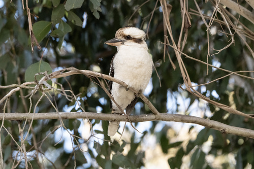 Laughing Kookaburra