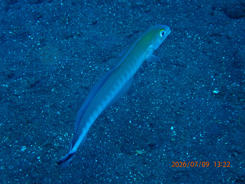 Malacanthus brevirostris observed 2026-07-09