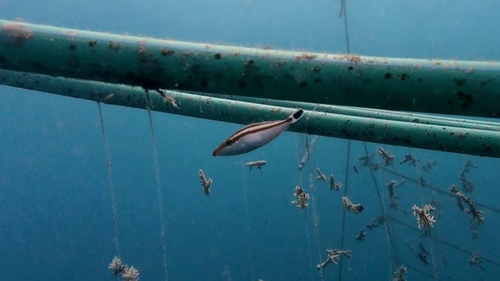 Pseudalutarius nasicornis observed 2026-07-16