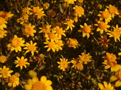 Monolopia lanceolata