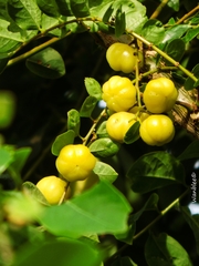 Phyllanthus acidus