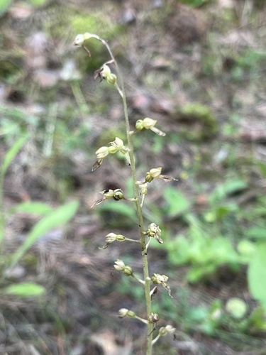 Common Twayblade