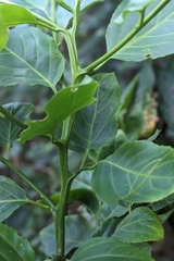Casearia glomerata, photograph (c) 許文俊, some rights reserved (CC BY-SA)