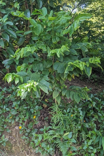 Casearia glomerata, photograph 3
