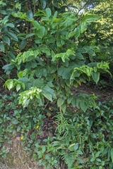 Casearia glomerata, photograph (c) 許文俊, some rights reserved (CC BY-SA)