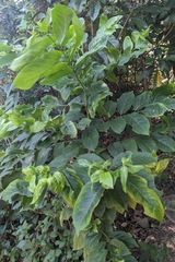Casearia glomerata, photograph (c) 許文俊, some rights reserved (CC BY-SA)