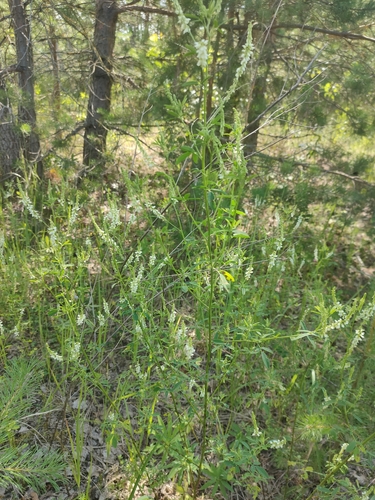 White Sweetclover