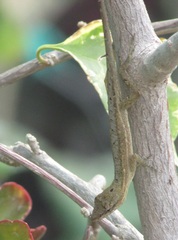 Anolis wellbornae