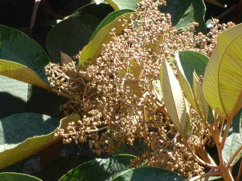 Miconia argentea, photograph 2