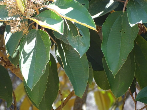 Miconia argentea, photograph 5