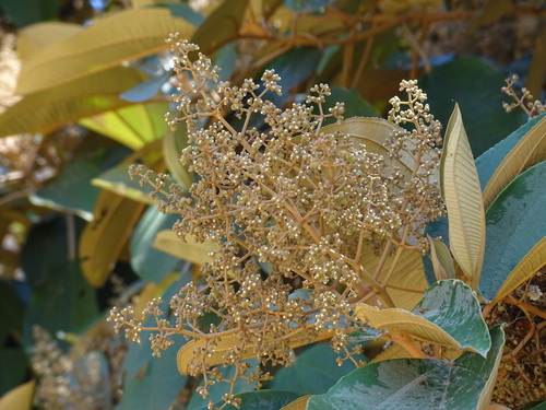 Miconia argentea, photograph 4
