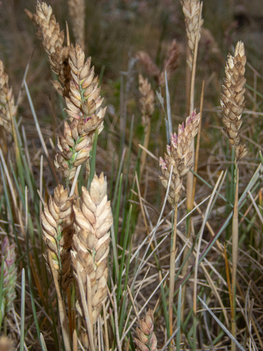 Poa macrantha observed 2026-07-14