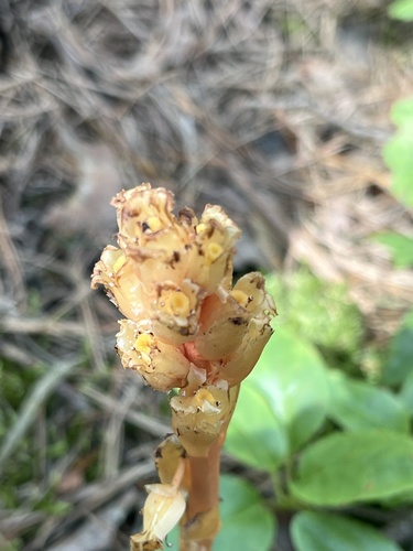 pinesap