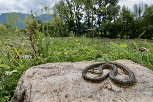 Photo of a Weixi Keelback Snake (Hebius weixiensis)