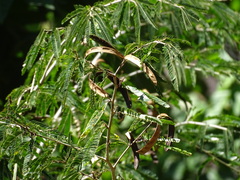 Calliandra magdalenae, photograph (c) Alexis López Hernández, some rights reserved (CC BY)