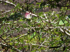 Calliandra magdalenae, photograph (c) Alexis López Hernández, some rights reserved (CC BY)