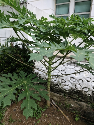 Carica papaya