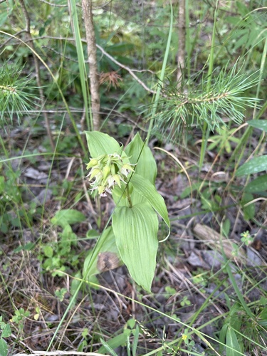 Broad-leaved helleborine
