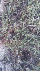 Paronychia lindheimeri