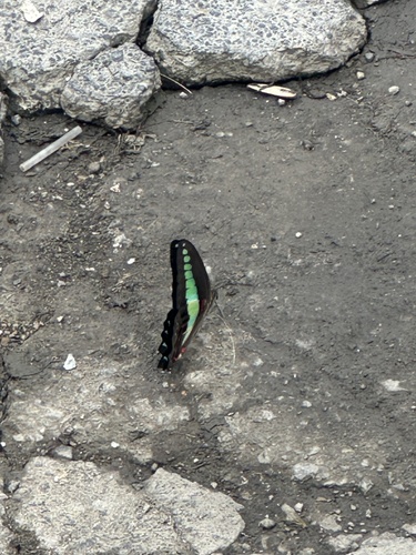Common Bluebottle