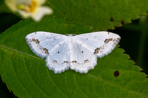 Lace Border