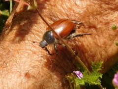 Paracotalpa