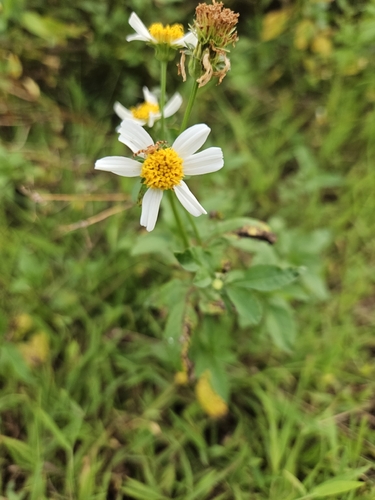 Bidens alba observed 2026-07-16
