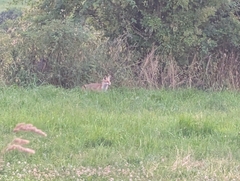 Red Fox