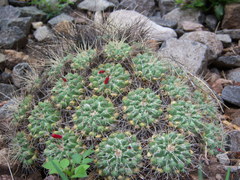 Mammillaria compressa compressa