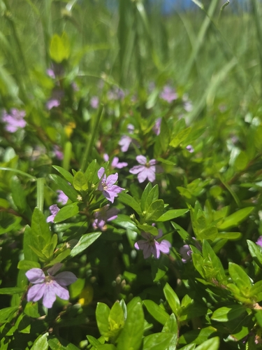 Cuphea hyssopifolia observed 2026-07-15