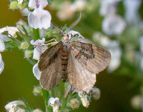 Large Twin-spot Carpet