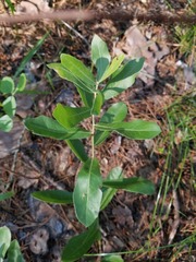 Quercus incana