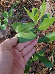 Quercus incana