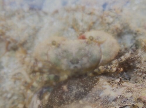 Eriphia scabricula observed 2026-07-14
