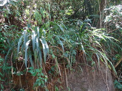 Pitcairnia imbricata