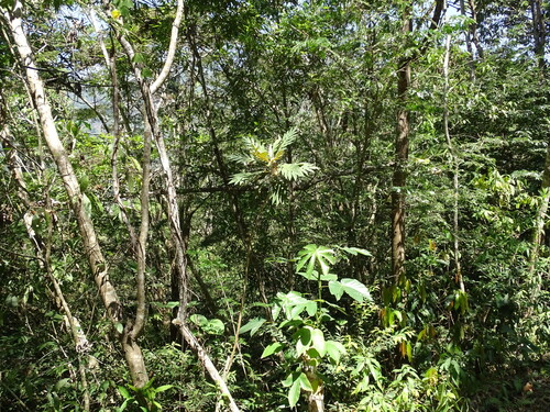 Bocconia arborea