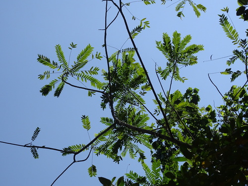 Zanthoxylum rhoifolium, photograph 4
