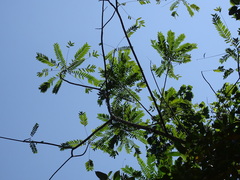 Zanthoxylum rhoifolium, photograph (c) Alexis López Hernández, some rights reserved (CC BY)