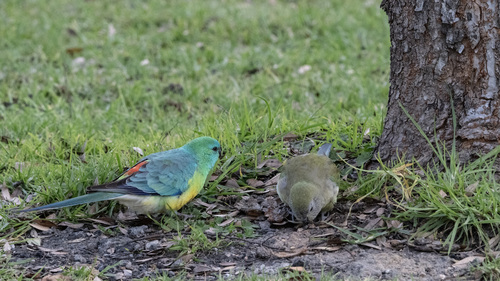 Red-rumped Parrot