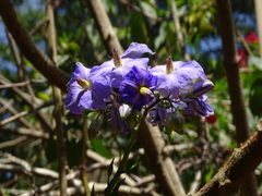 Solanum wendlandii