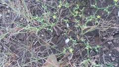 Paronychia lindheimeri