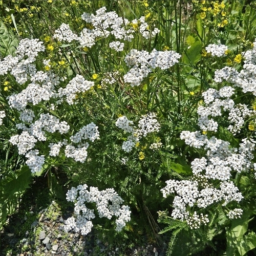 common yarrow