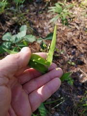 Dichanthelium ravenelii