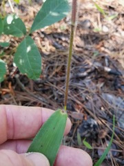 Dichanthelium ravenelii