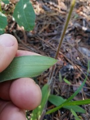 Dichanthelium ravenelii