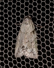 Calathusa basicunea
