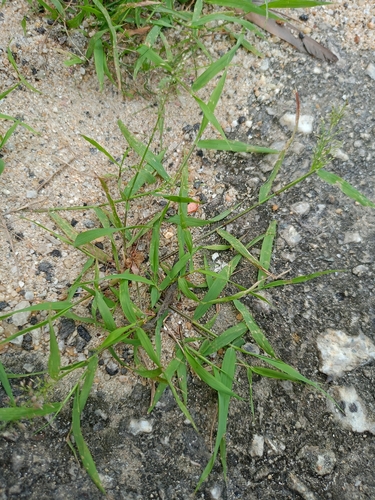 Feather Lovegrass